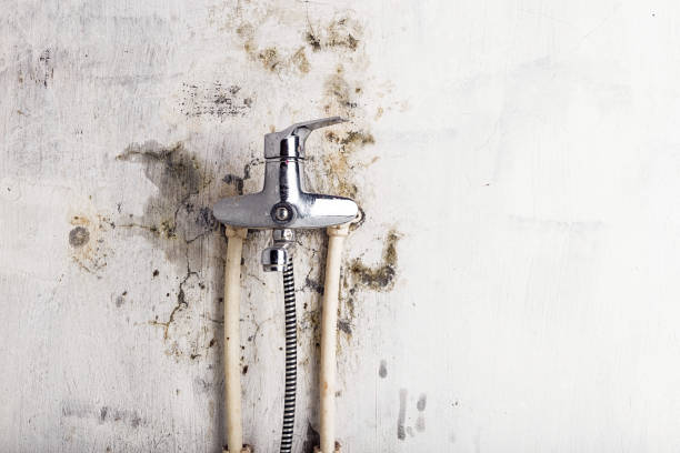 Best Certified Mold Removal  in Mercer Island, WA