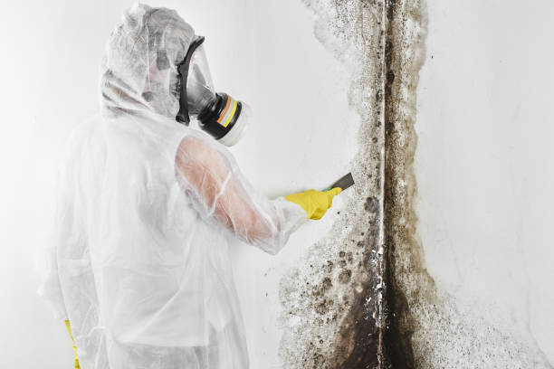 Best Emergency Mold Removal  in Mercer Island, WA