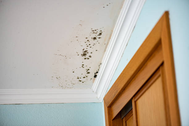 Best Mold Remediation  in Mercer Island, WA