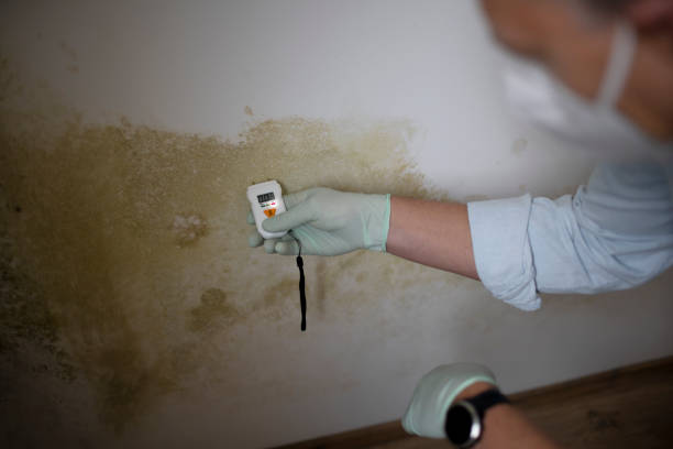 Best Best Mold Removal Companies  in Mercer Island, WA