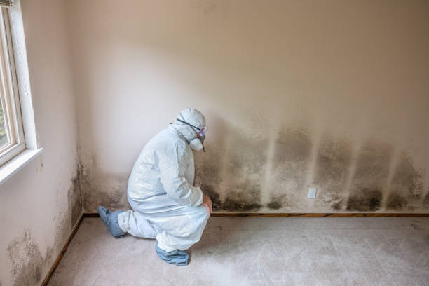 Best Mold Damage Repair  in Mercer Island, WA