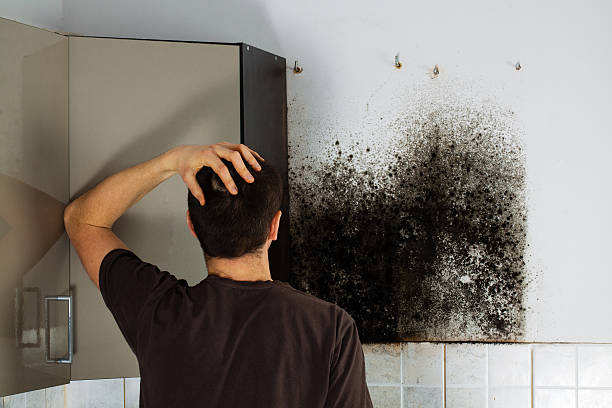 Best Same-Day Mold Removal  in Mercer Island, WA