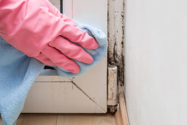 Best Residential Mold Removal  in Mercer Island, WA