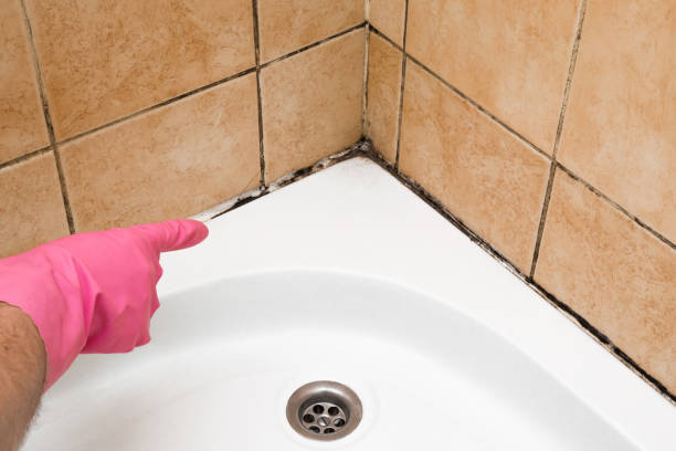 Best Affordable Mold Removal  in Mercer Island, WA